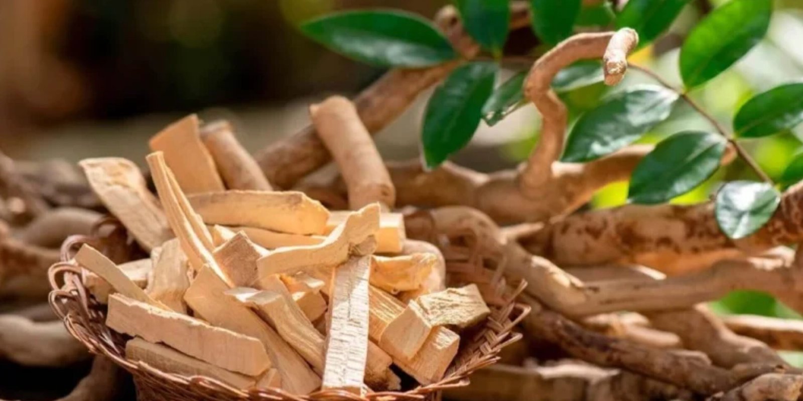 Enhancing Male Vitality with Tongkat Ali and Other Herbs